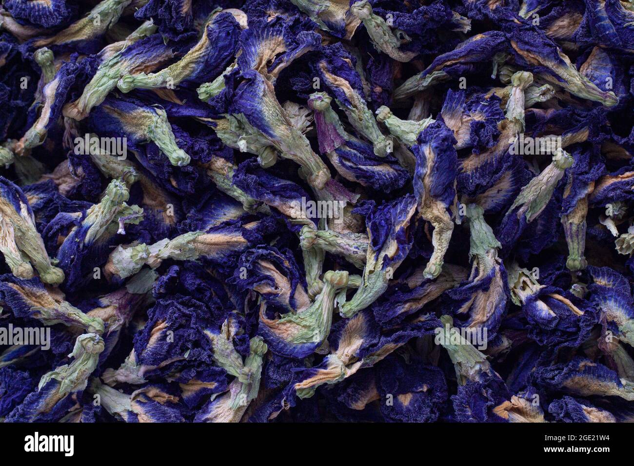 Petali di piselli secchi delle farfalle (Clitoria Ternatea) Foto Stock