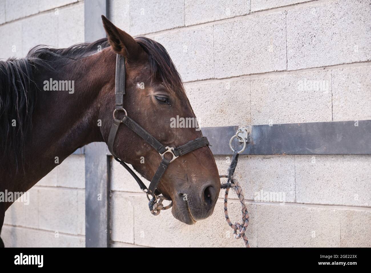 Ritratto di un vecchio cavallo di castagno triste in stalla. Foto Stock