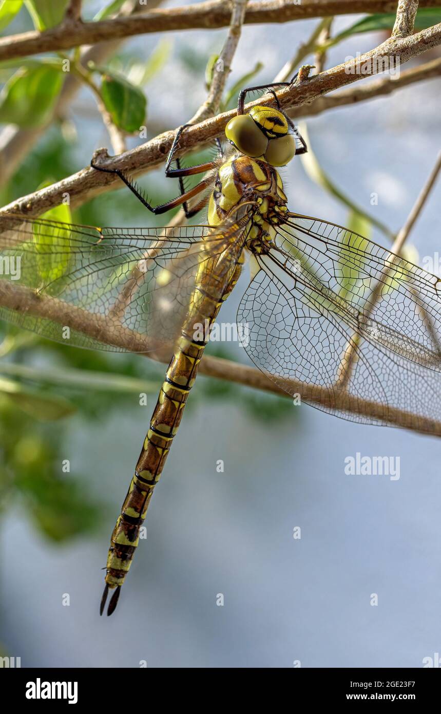Dragon-fly, Skimmer dalla coda nera (Orthetrum cancellatum), Baviera, Germania, Europa Foto Stock