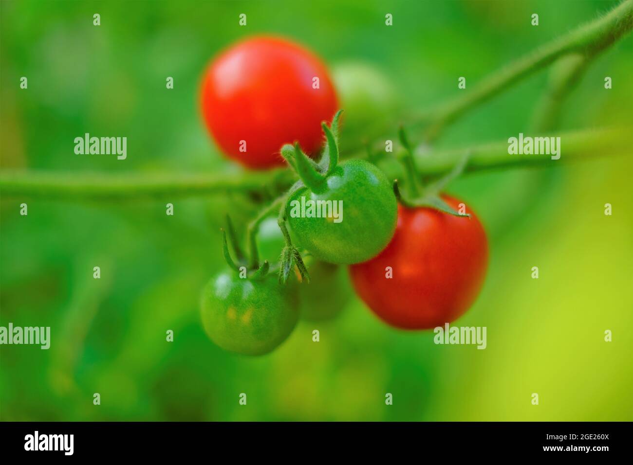 Pomodori. Pomodori agricoli biologici maturi rossi su un ramo in un orto. Bush di pomodoro. Coltivando ortaggi e coltivando. Foto Stock