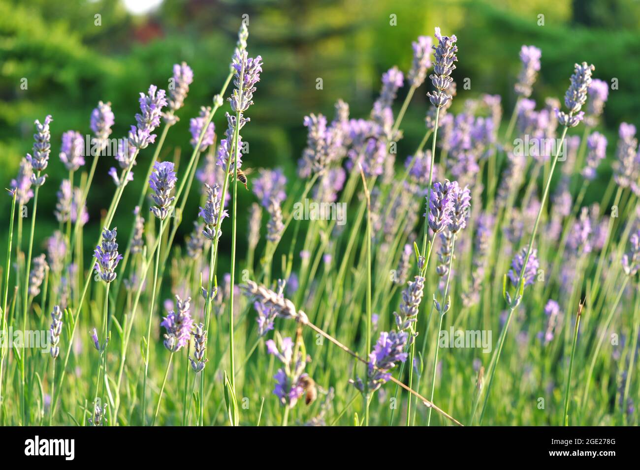 Lavanda -Lavandula- piante e Honeybee su di esso all'aperto a Summertime Foto Stock