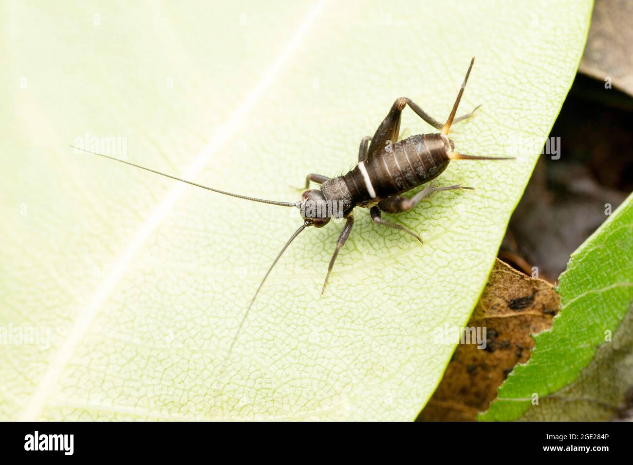 Cricket nero, Teleogryllus emma, Satara, Maharashtra, India Foto Stock