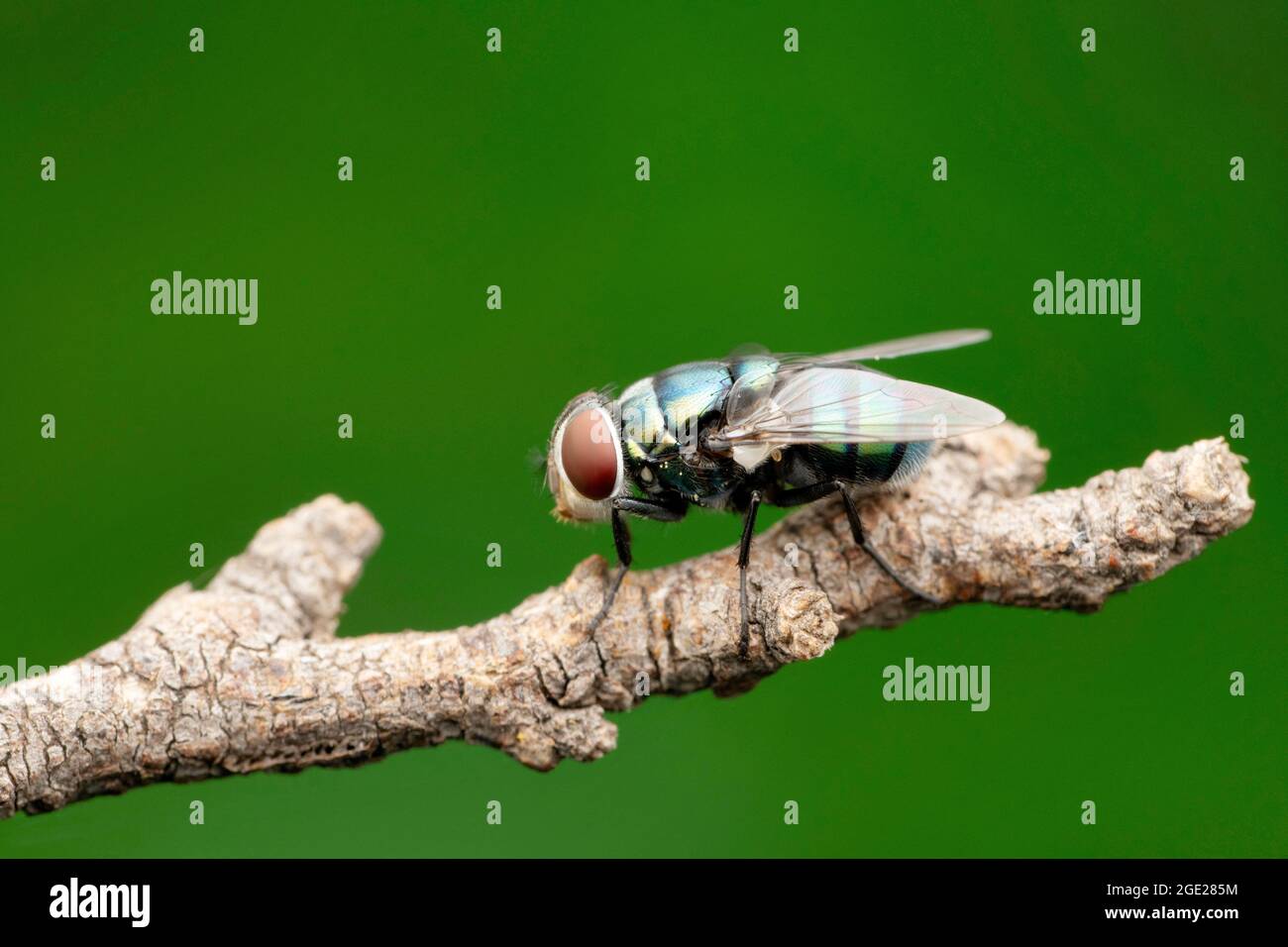 Bottiglia blu fly, Calliphora vomitoria, Satara, Maharashtra, India Foto Stock