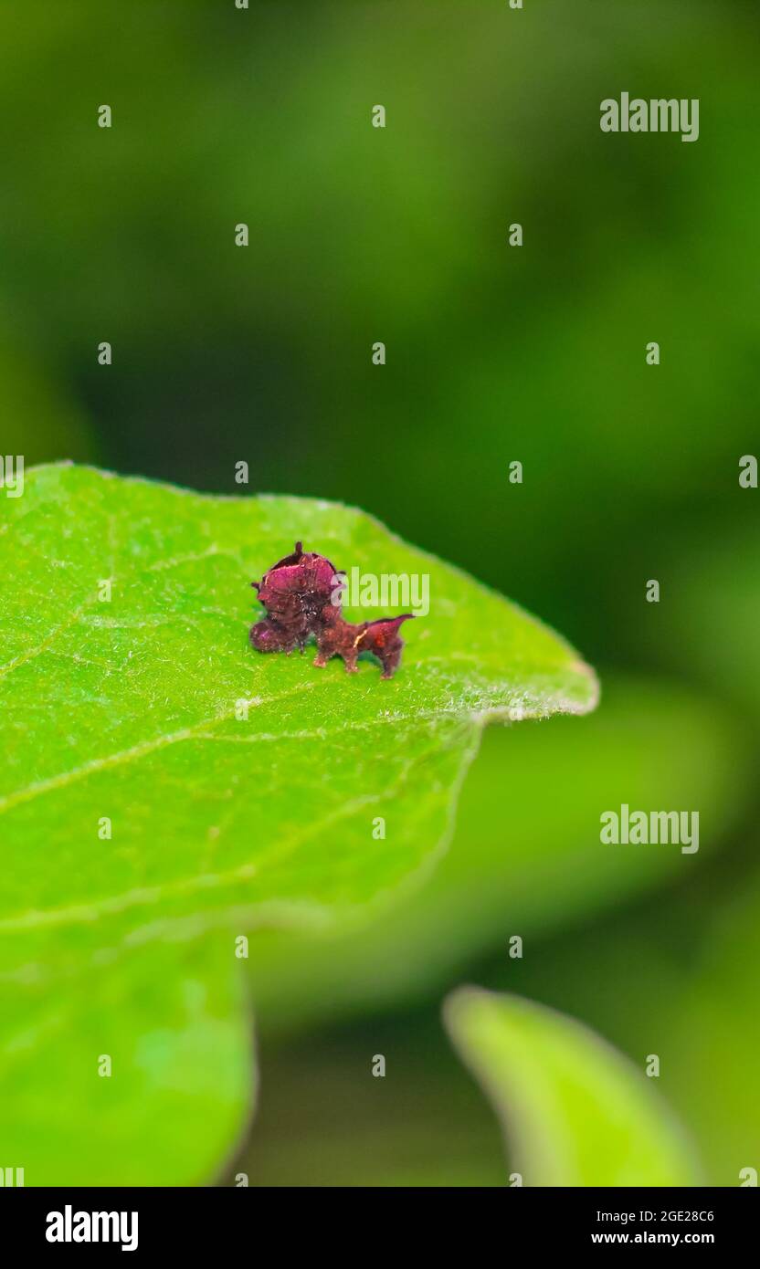 Primo piano di un bruco rosso creepy su una foglia verde. Un bruco rosso arroccato su una foglia. Foto Stock