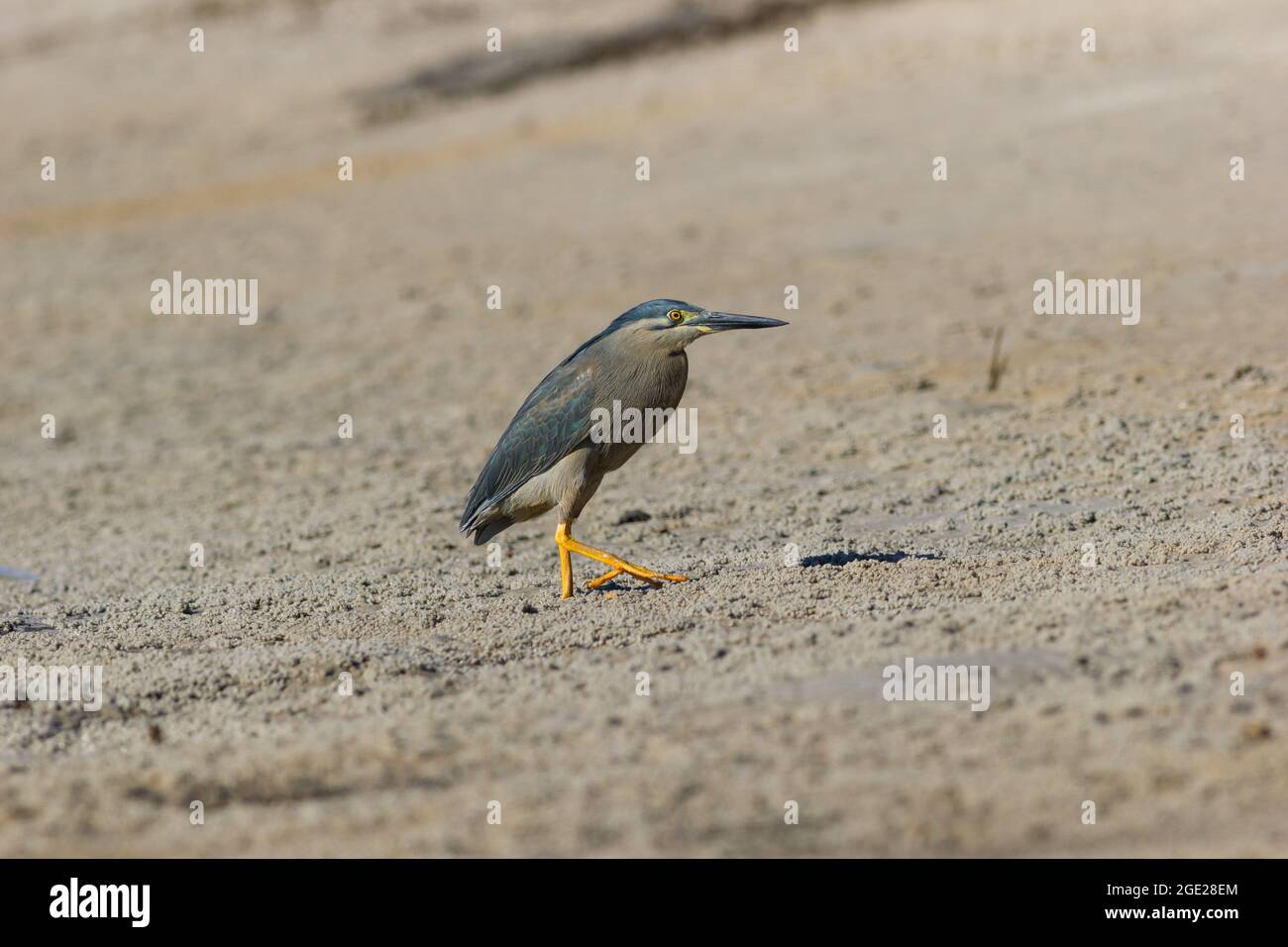 Airone striato (Butorides striata) a piedi sulla spiaggia. Hastings Point, NSW, Australia Foto Stock