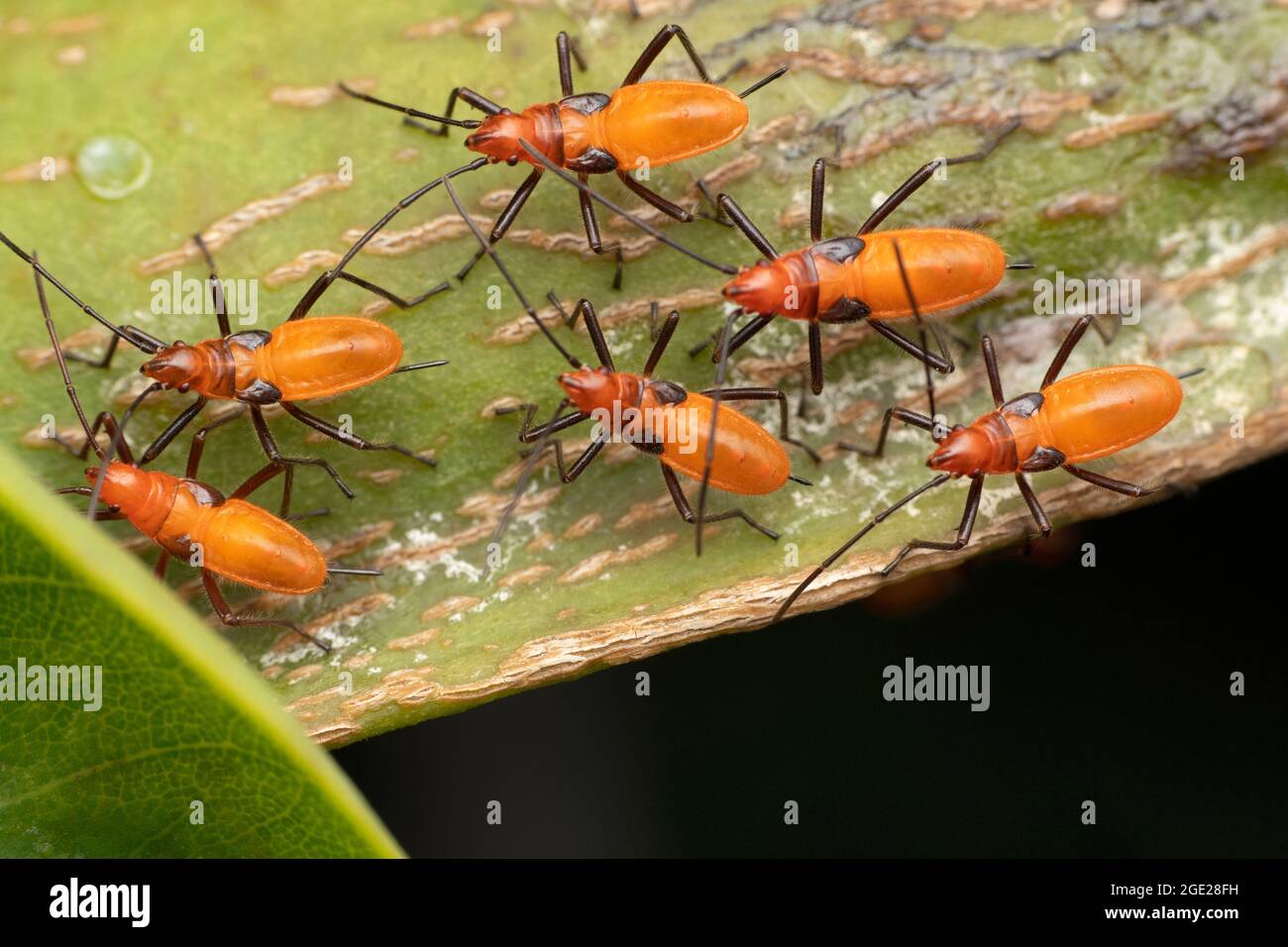 Ninfa di bug di alghe, Spilostethus pandurus, Satara, Maharashtra, India Foto Stock