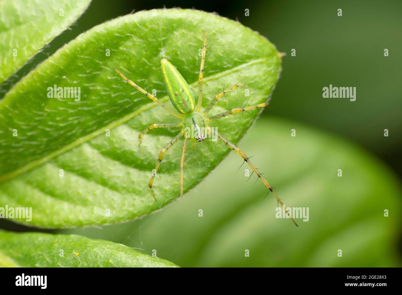 Ragno di lince verde, viridani di Peucetia, Satara, Maharashtra, India Foto Stock