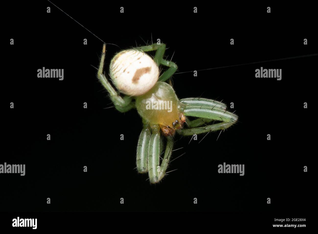 Tessorone a forma di rene, Araneus mitificus, Satara, Maharashtra, India. Ragno Pringles Foto Stock