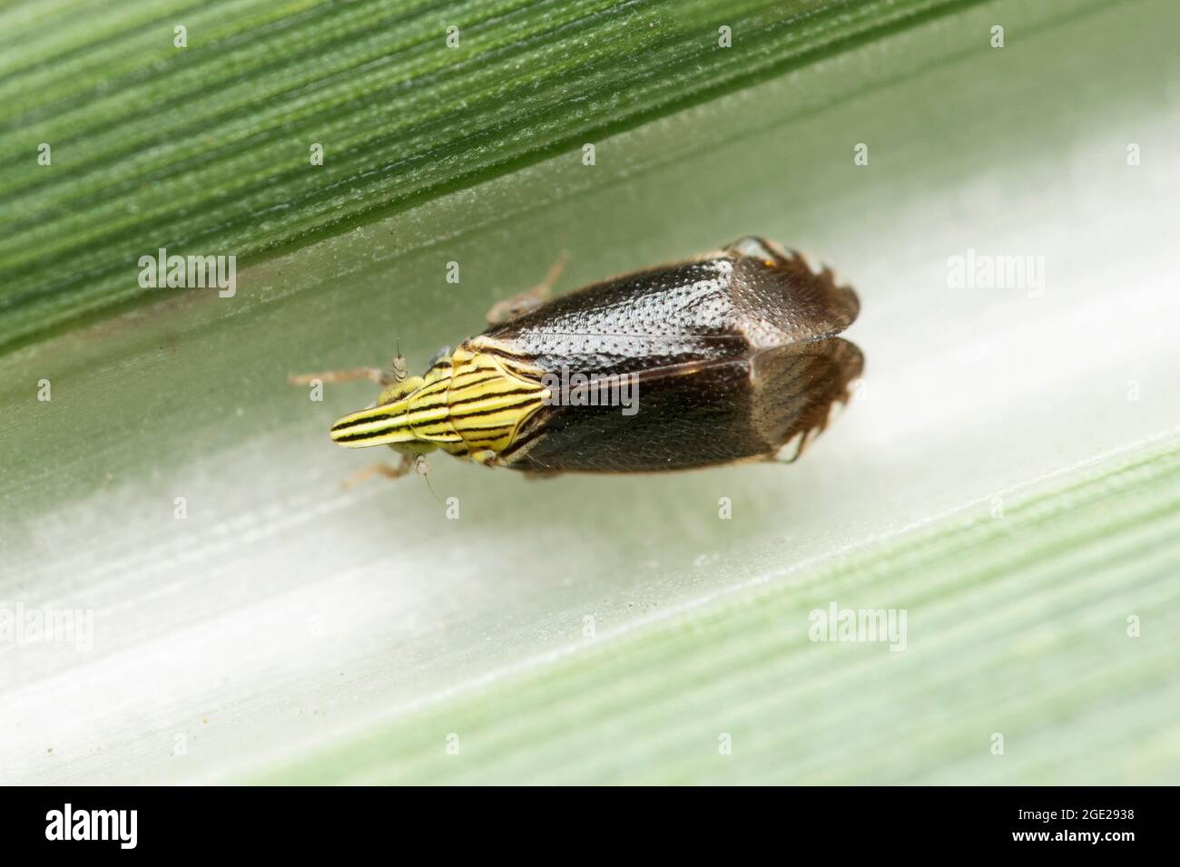 Planthopper, Tambinia sexmaculata, Satara, Maharashtra, India Foto Stock