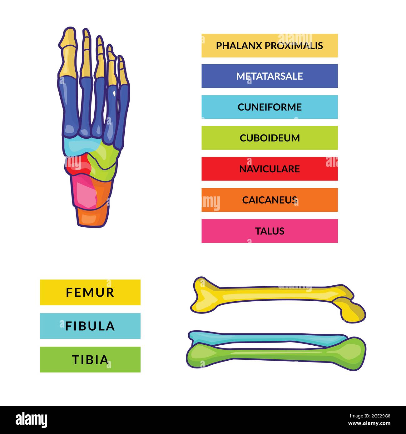 modello vettoriale infografico dell'osso del piede e dell'osso della gamba con testi colorati Illustrazione Vettoriale
