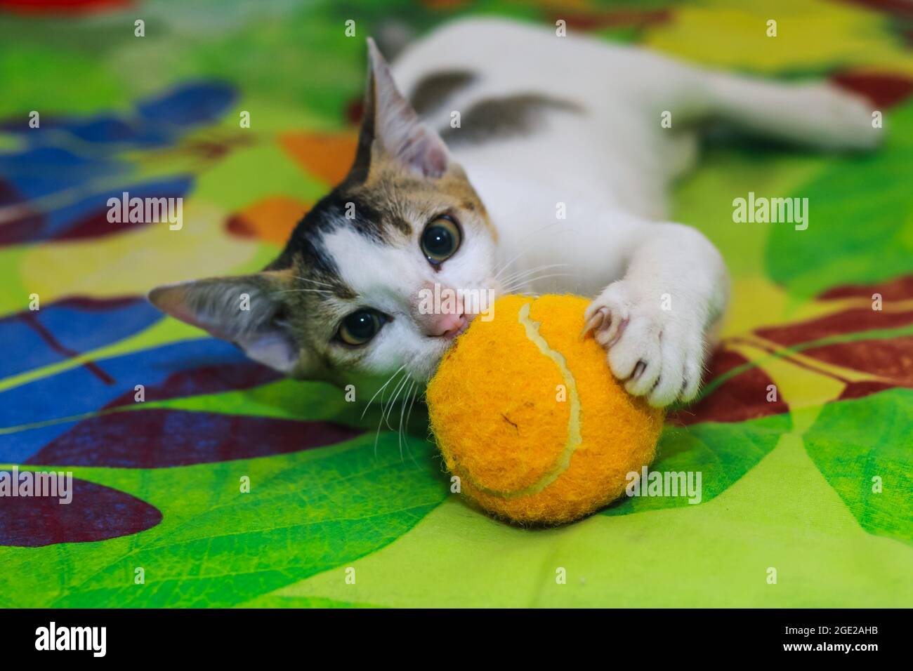 Il gattino bianco gioca con la palla. Adorabile bambino gatto giocare.  Carino cucciolo giovane che piange. Gattino che gioca e gode con una palla  arancione Foto stock - Alamy
