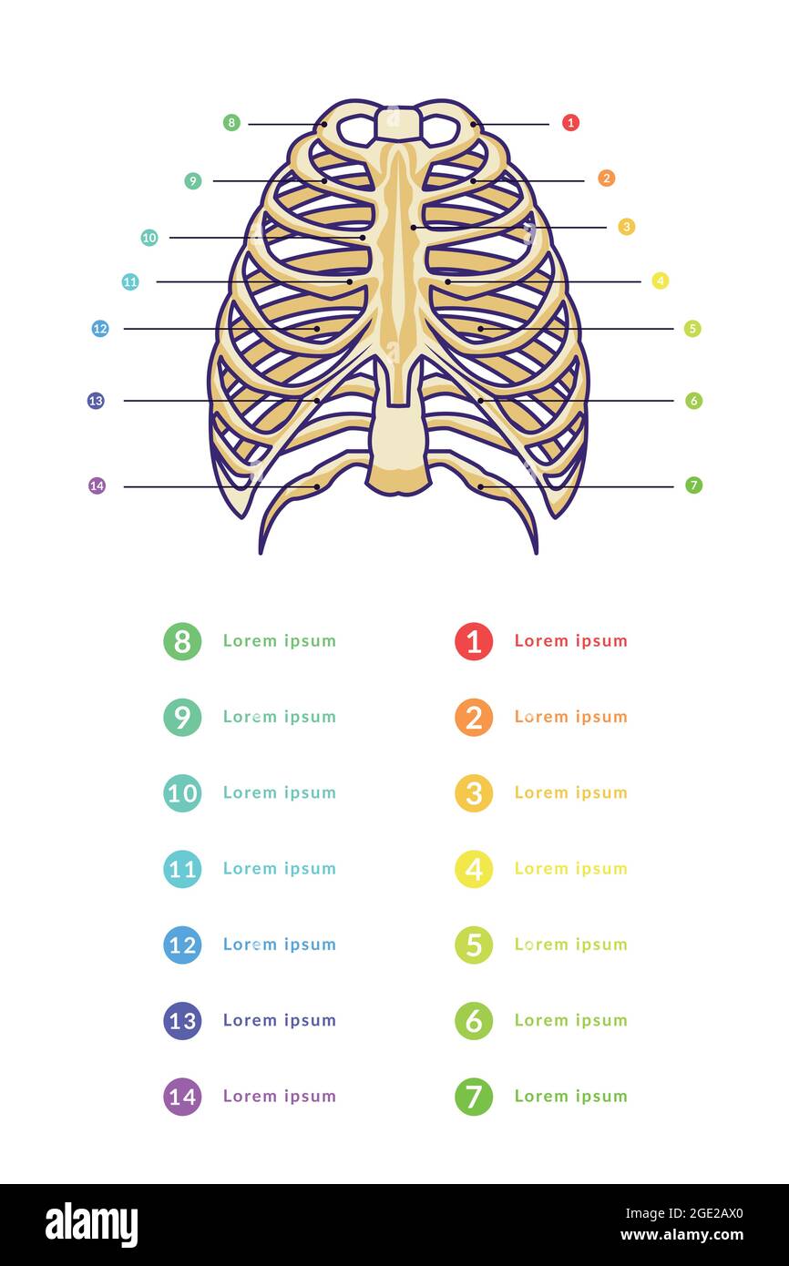 modello vettoriale infografico sterno con testo di vari colori Illustrazione Vettoriale