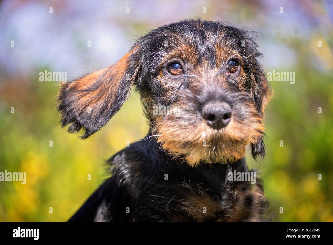Dachshund con capelli laccati. Ritratto di un cucciolo (3 mesi) Foto Stock