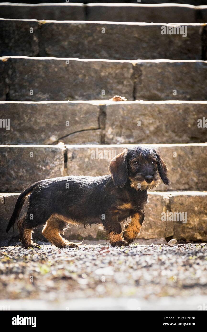 Dachshund con capelli laccati. Cucciolo (3 mesi) ai piedi di una scala. Germania Foto Stock