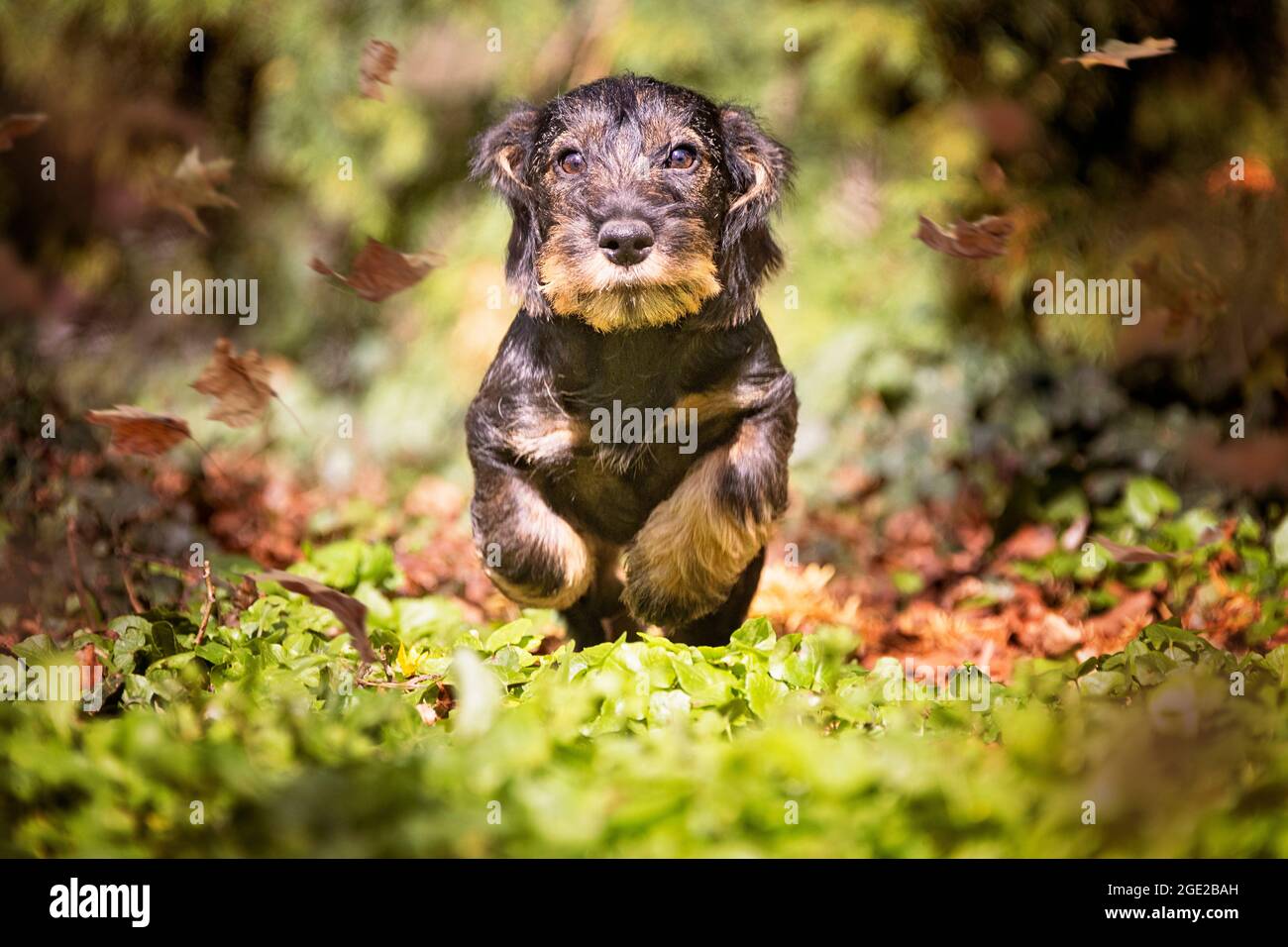 Dachshund con capelli laccati. Cucciolo (3 mesi) che corre verso la fotocamera. Germania Foto Stock