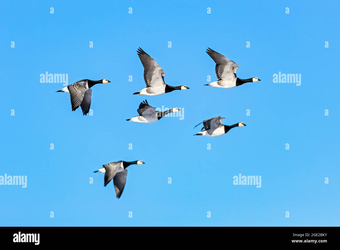 Barnacle Goose (Branta leucopsis). Sei adulti in volo. Frisia settentrionale, Germania Foto Stock