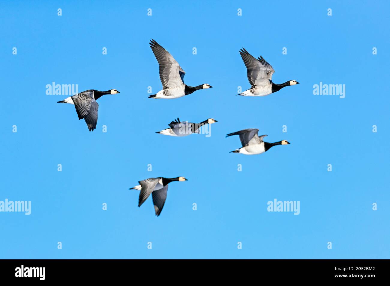 Barnacle Goose (Branta leucopsis). Sei adulti in volo. Frisia settentrionale, Germania Foto Stock