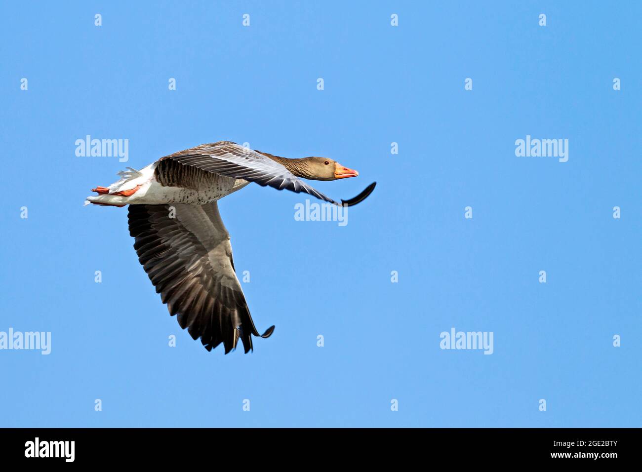 Greylag Goose, Greylag Goose (Anser anser). Adulto in volo, Austria Foto Stock