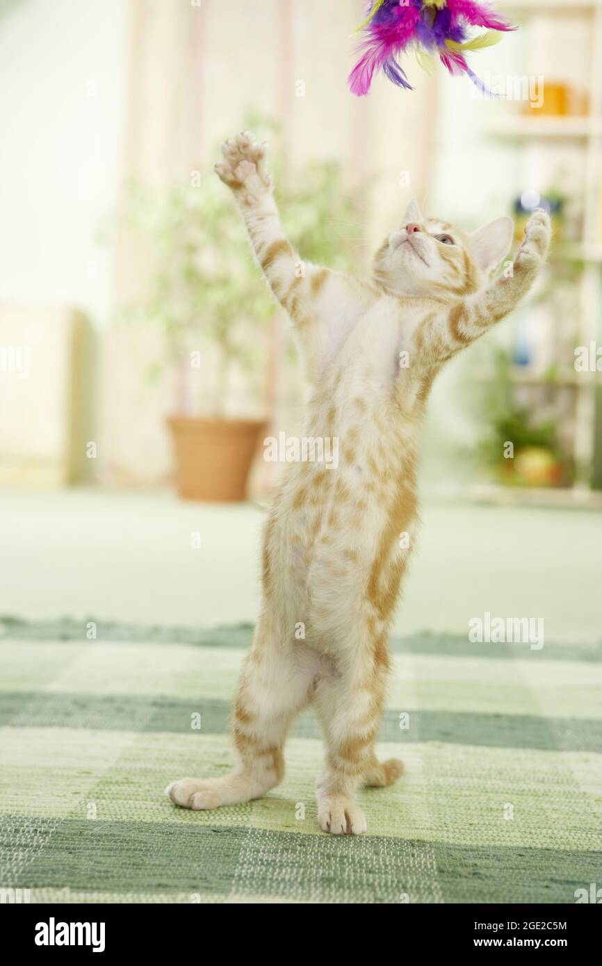 Gatto domestico. Gattino giocando con un teaser piuma. Germania Foto Stock