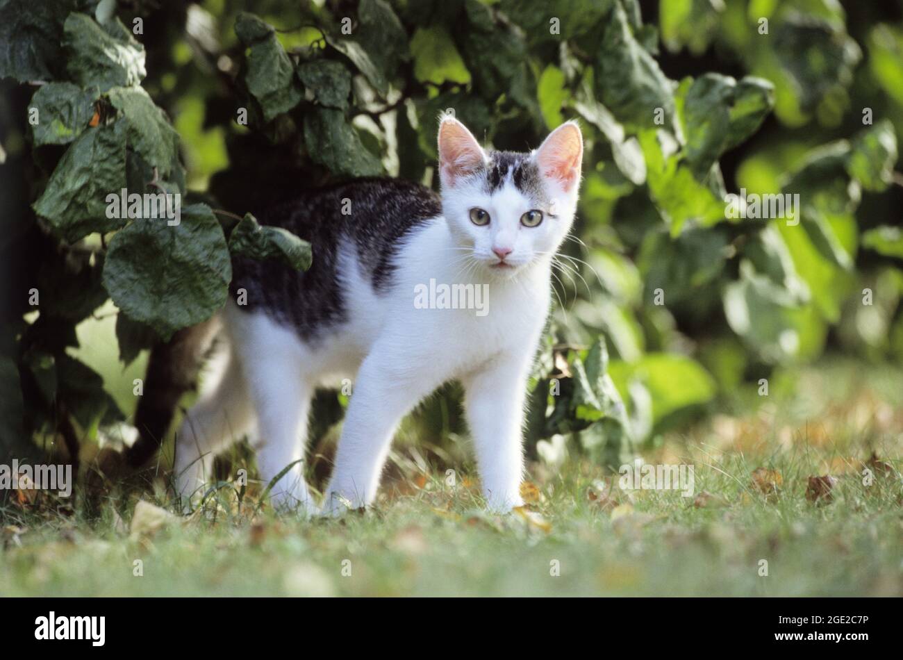 Gatto domestico. Gattino in piedi sotto un cespuglio. Germania Foto Stock