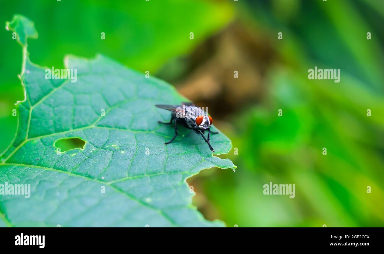 Il volo con una bolla d'acqua su una foglia verde, macro fotografia. Volo singolo su una foglia verde che soffia una bolla. Foto Stock