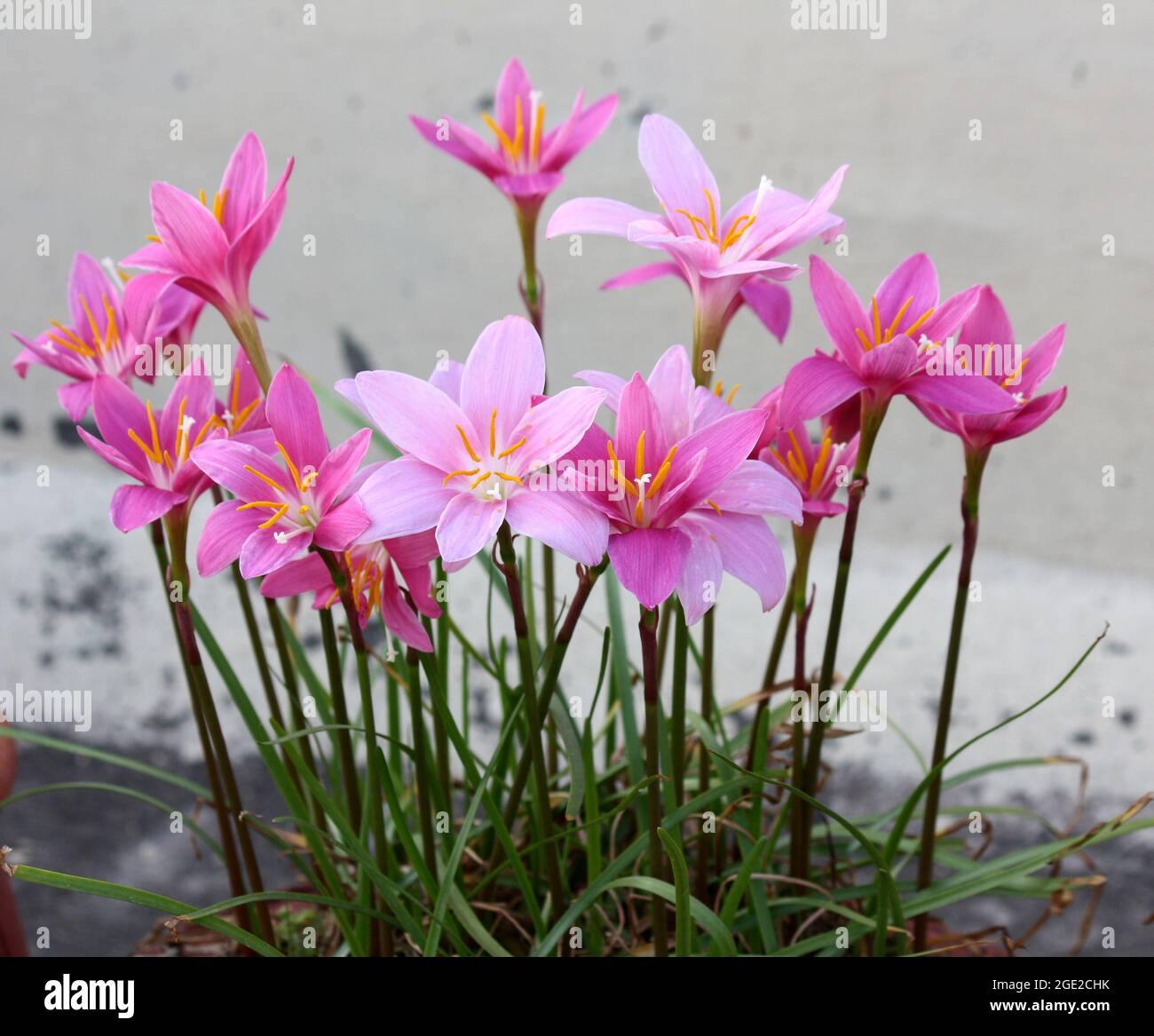 Gigli di pioggia rosa - sia le specie (Zephyranthes rosea) rosa chiaro che (Zephyranthes carinata) rosa scuro possono essere visti qui Foto Stock