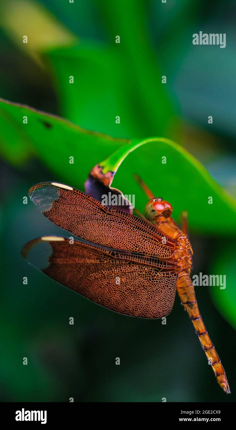 Bella natura scena libellula. Le libellule nell'habitat naturale sono utilizzate come sfondo o carta da parati. Il concetto per scrivere un articolo. Libellula rossa. Foto Stock