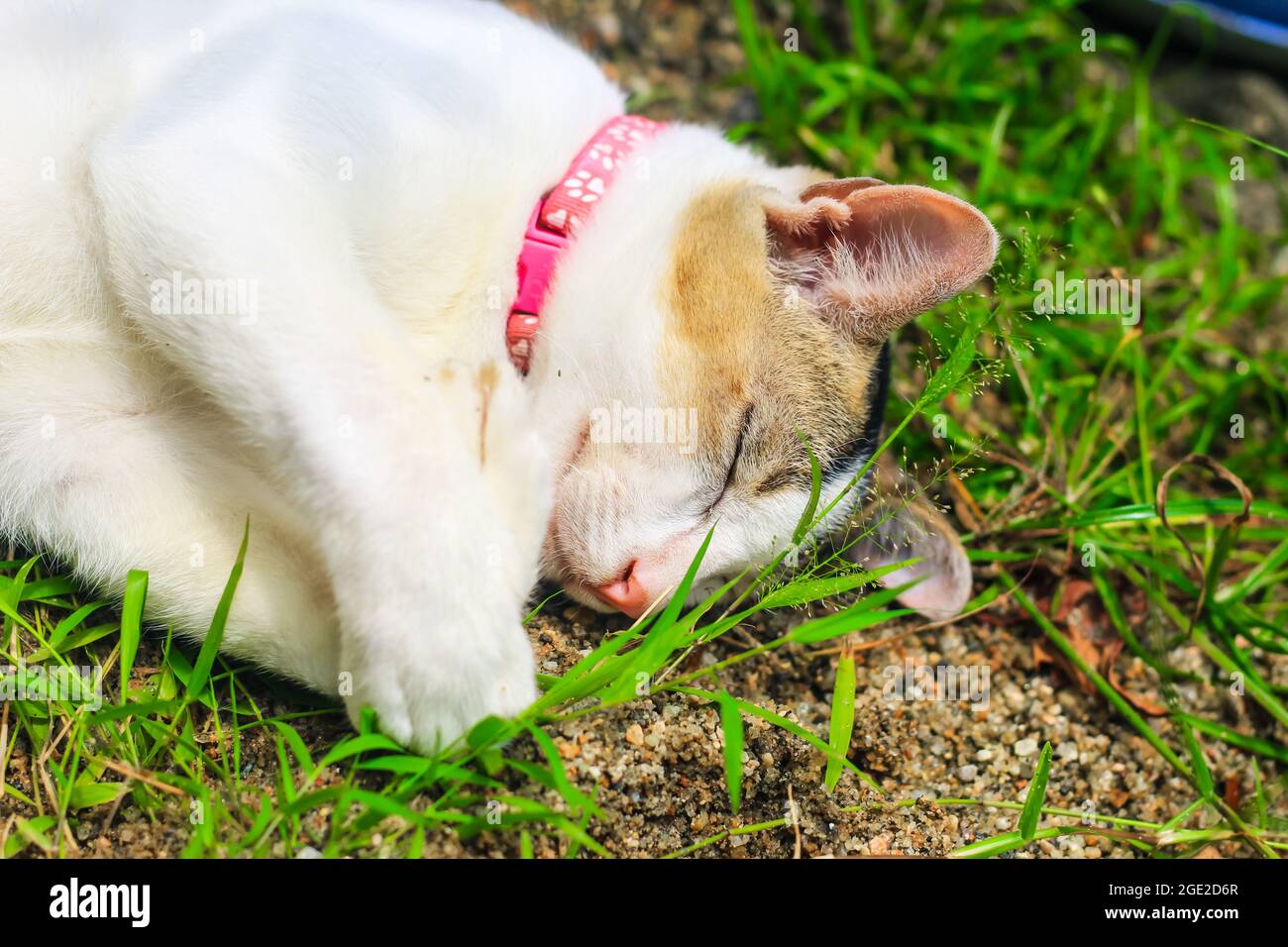 divertente fotografia di animali, gatto bianco dormire comodamente. Primo piano di sonno beauty gatto bianco. Simpatico cucciolo addormentato. Foto Stock