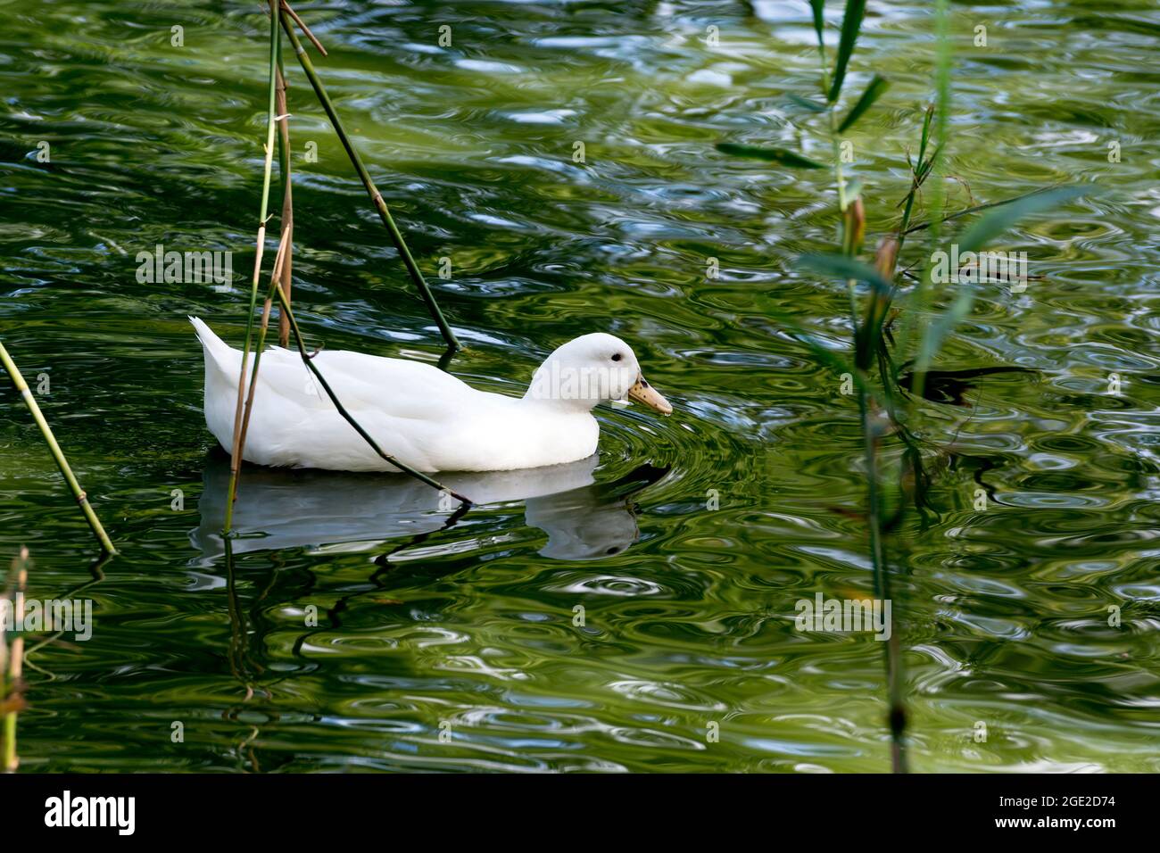 Anatra bianca sul laghetto delle anatre, Long Itchington, Warwickshire, Inghilterra, Regno Unito Foto Stock