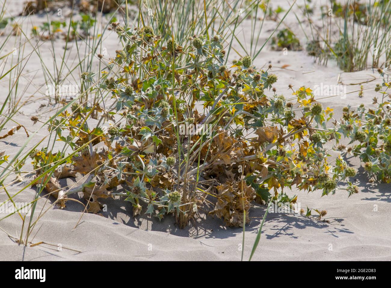 Thorn Bush in spiaggia di mare selvaggio Foto Stock