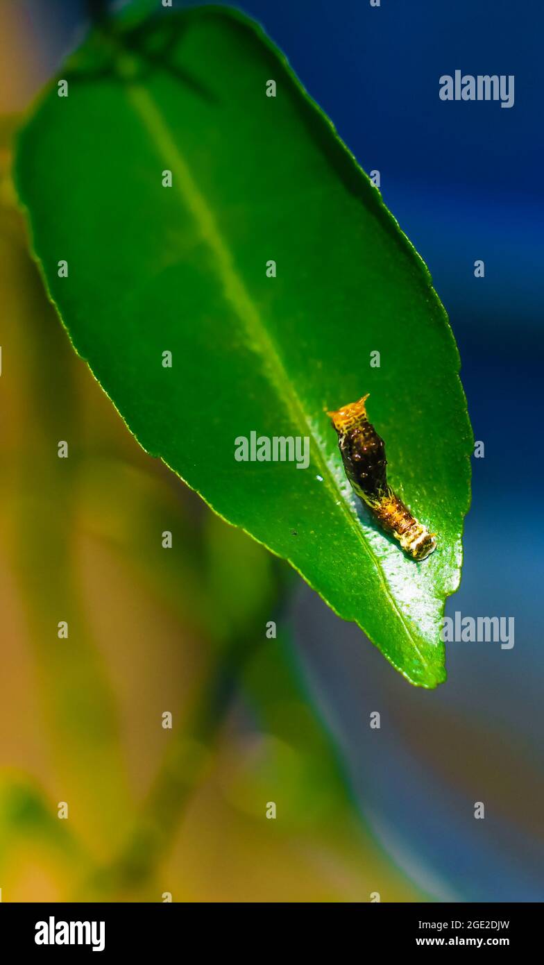 Fotografia rara, Common Mormon caterpillar si presenta come un serpente. Foto macro di un caterpillar con corpo a strisce nere e gialle. Foto Stock