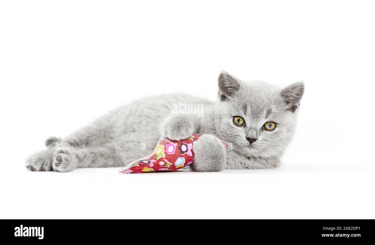 British Shortair. Gattino grigio sdraiato, con giocattolo. Foto studio su sfondo bianco Foto Stock