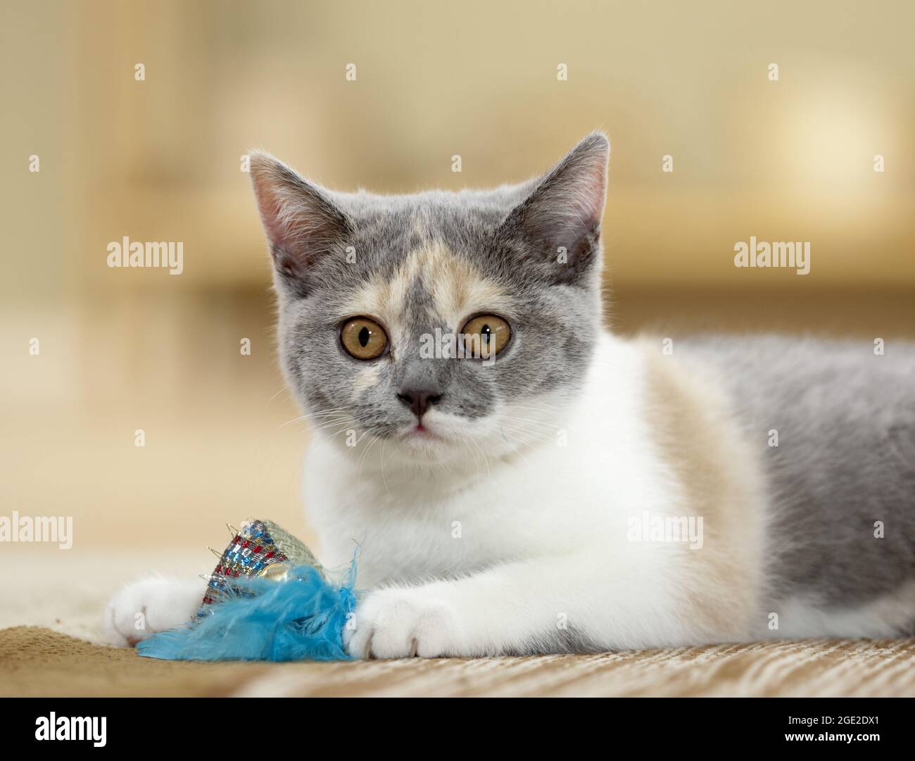 British Shorthair. Gattino gioca con un giocattolo in piuma. Germania Foto Stock