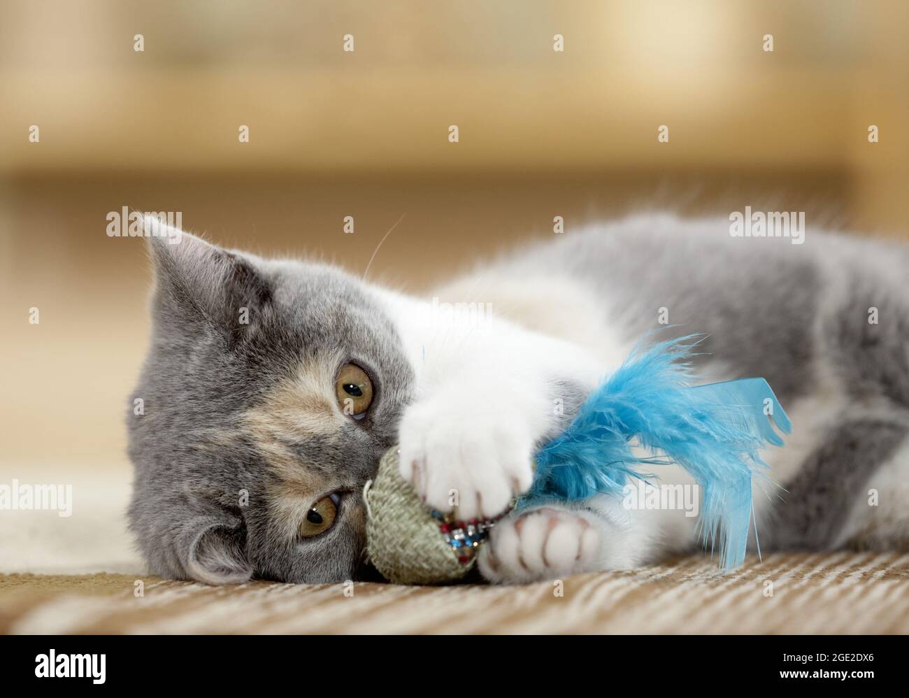 British Shorthair. Gattino gioca con un giocattolo in piuma. Germania Foto Stock