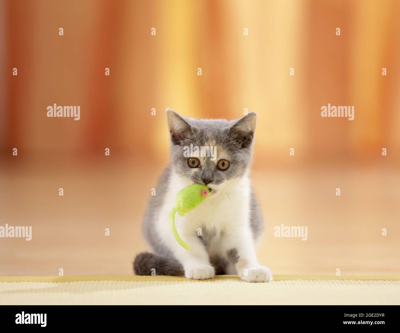 British Shortair. Gattino che gioca con un giocattolo del mouse. Germania Foto Stock