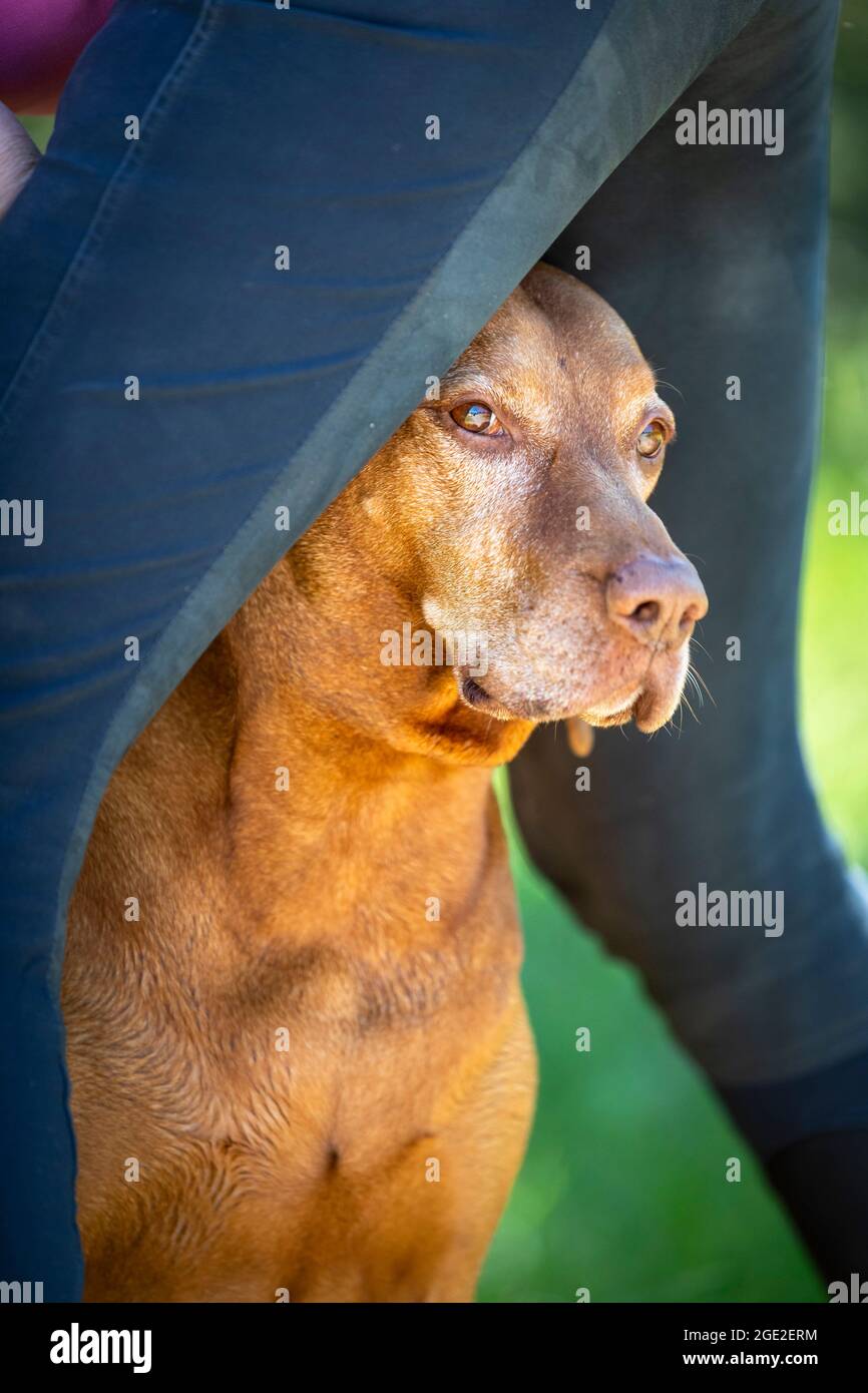 Magyar Vizsla. Ritratto di vecchio cane tra le gambe del suo proprietario Germania Foto Stock