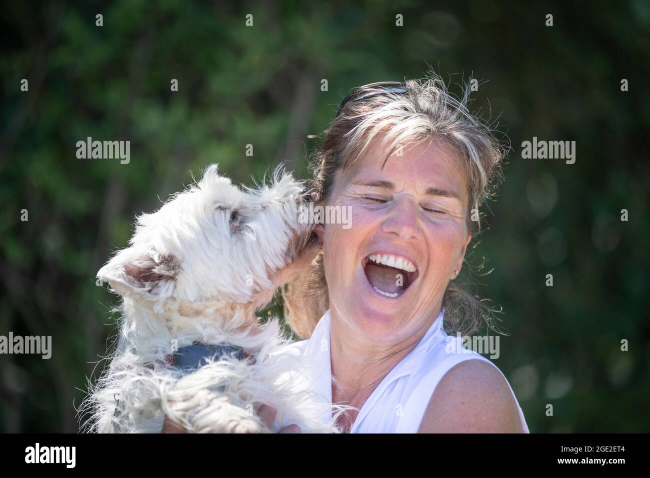 Donna in possesso di un adulto West Highland White Terrier Foto Stock