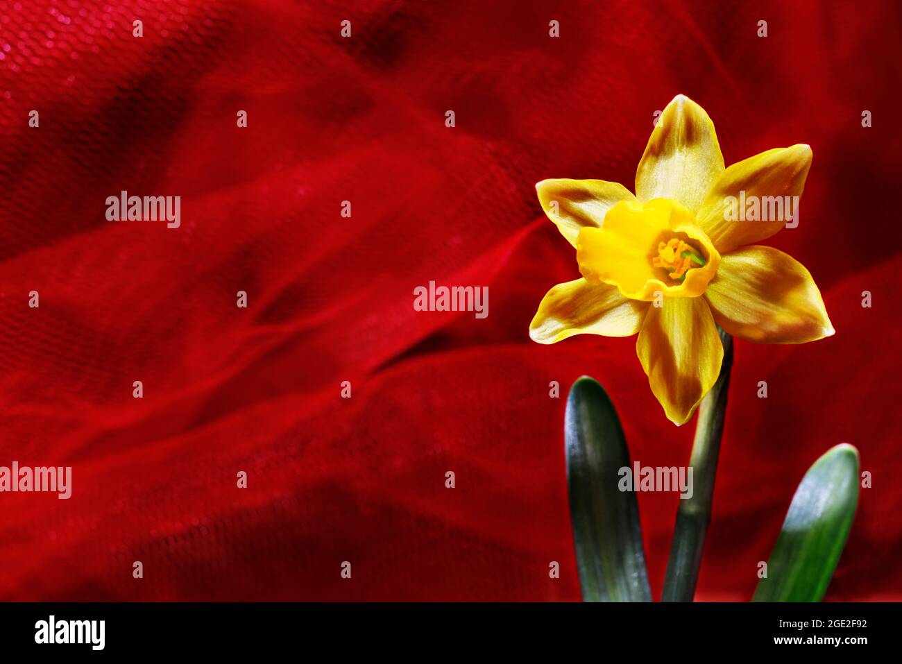 Fiore primaverile di narciso giallo -daffodil - su sfondo rosso , Foto Stock