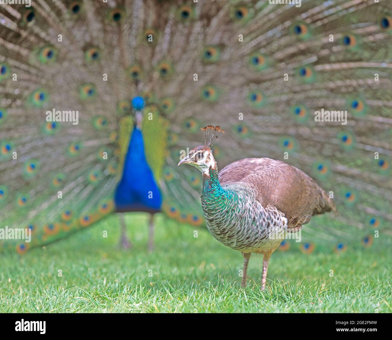 Peafowl indiano o Peafowl blu (Pavo cristatus). Visualizzazione maschile per attirare peahen in primo piano. Foto Stock