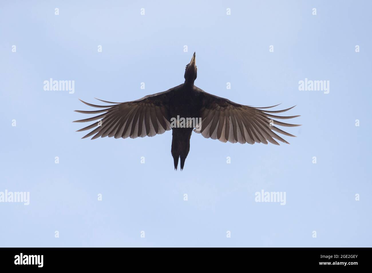 Picchio nero (Dryocopus martius) in volo. Germania Foto Stock