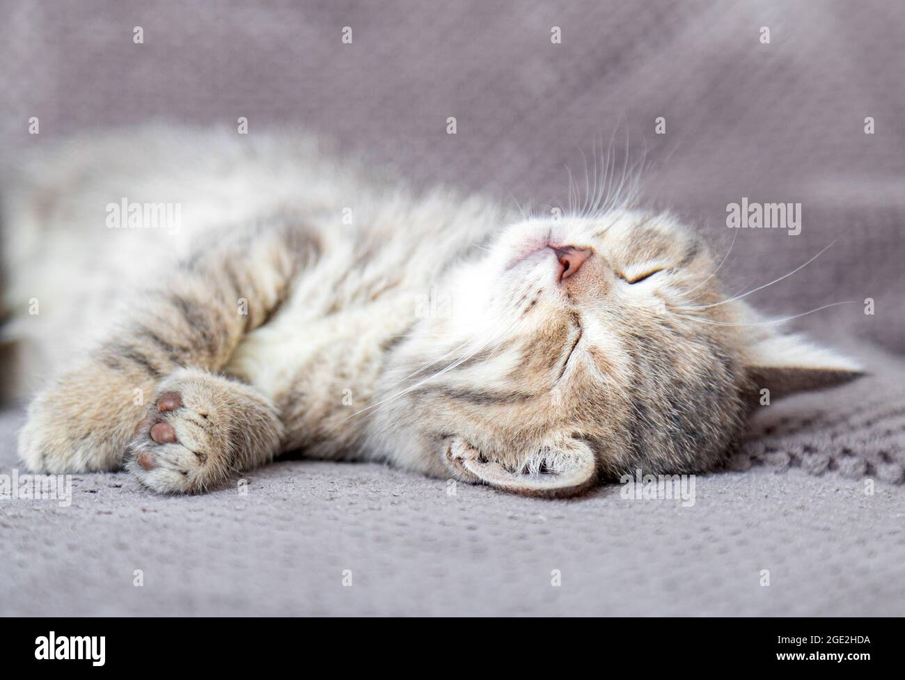 Carino gattino tabby giace su morbido divano grigio. Il gatto riposa sul dorso appicchiando sul letto. Gli animali domestici dormono comodamente in una casa accogliente. Foto Stock