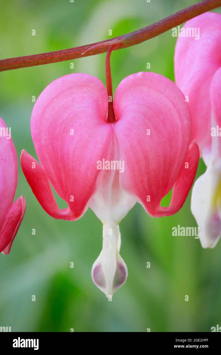 Sanguinamento-cuore (Lamprocapnos spectabilis). Primo piano di fiori Foto Stock