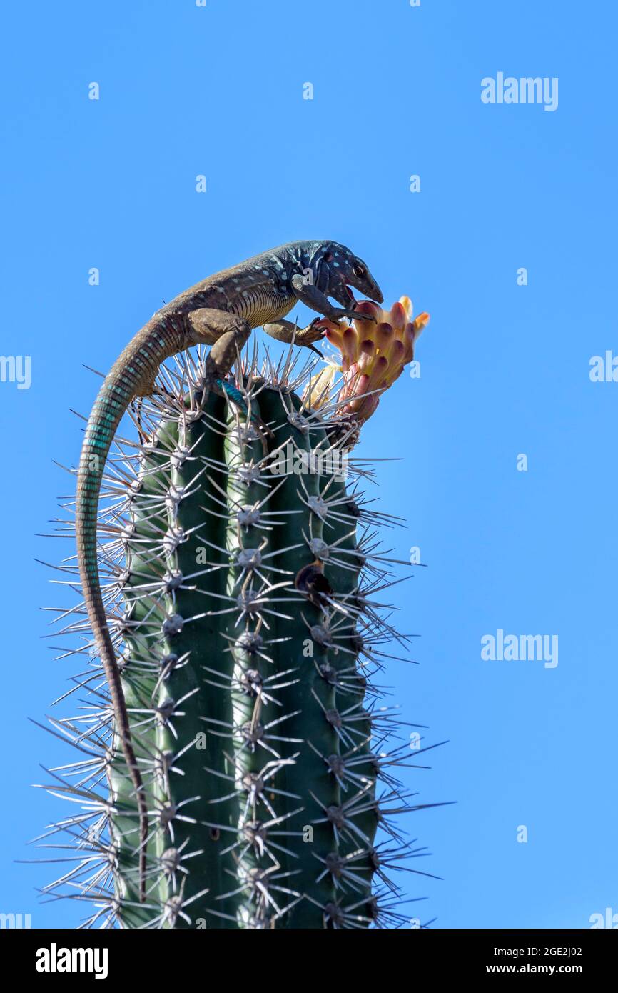 Lucertola di coda blu (Cnemidophorus murinus ruthveni) mangiare da un fiore in cima al cactus, Washington Slagbaai National Park, Bonaire, olandese Caribe Foto Stock