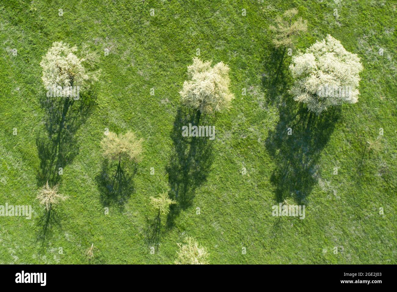 Pere comune, Pere europeo (Pyrus communis). Fiori di alberi di pera in primavera in un prato verde da una vista a occhio di uccello. Nei pressi di Neuheim nel cantone di Zug, Svizzera Foto Stock
