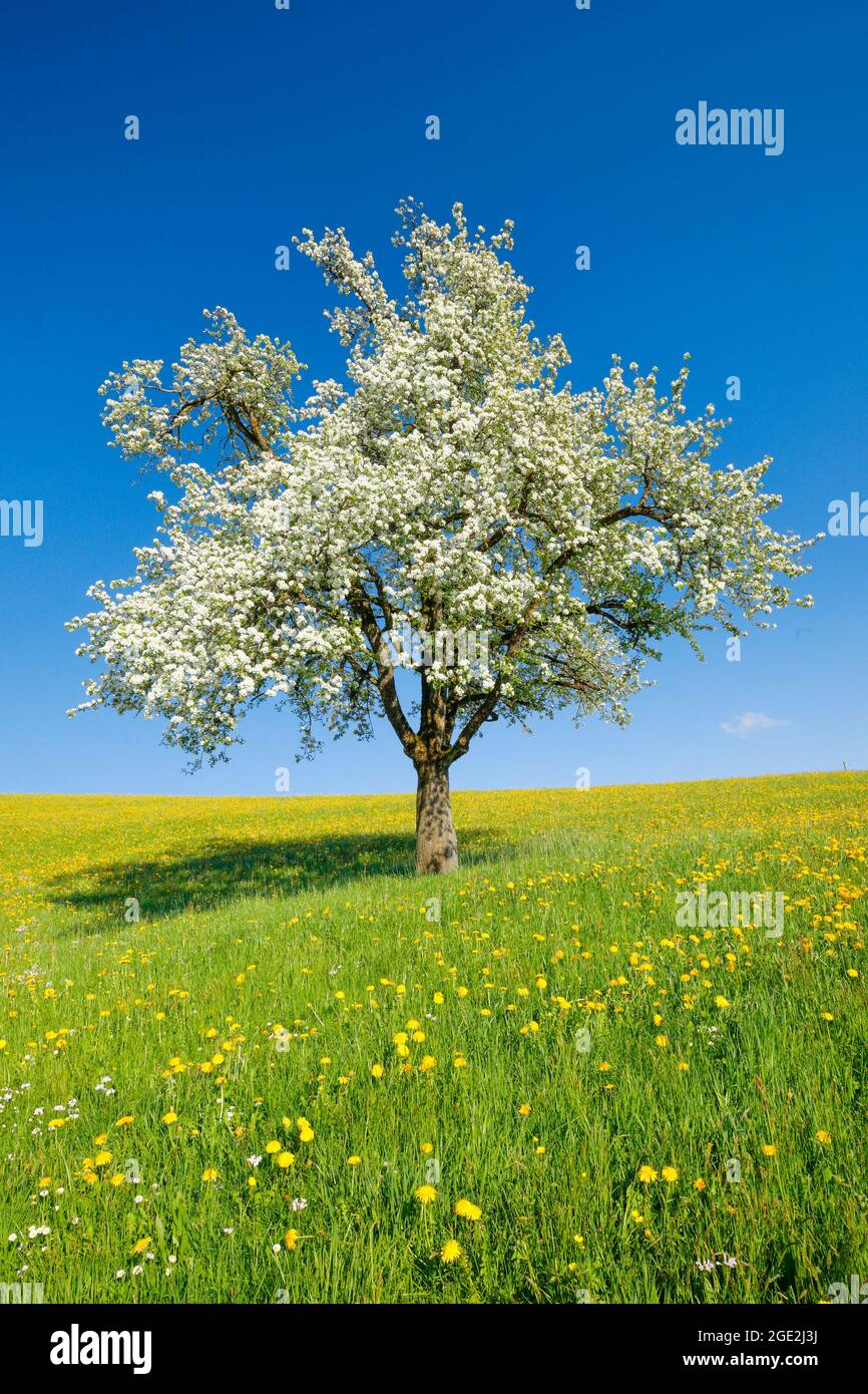 Lone fiore pera albero in primavera in un prato fiorito. Zuercher Oberland, Svizzera Foto Stock