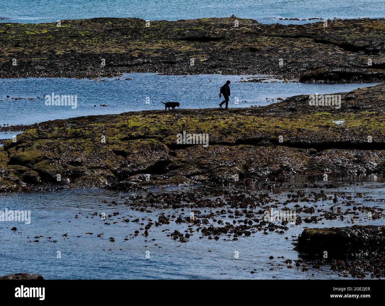 Un cane solista sulla costa a North Berwick, Scozia. Foto Stock