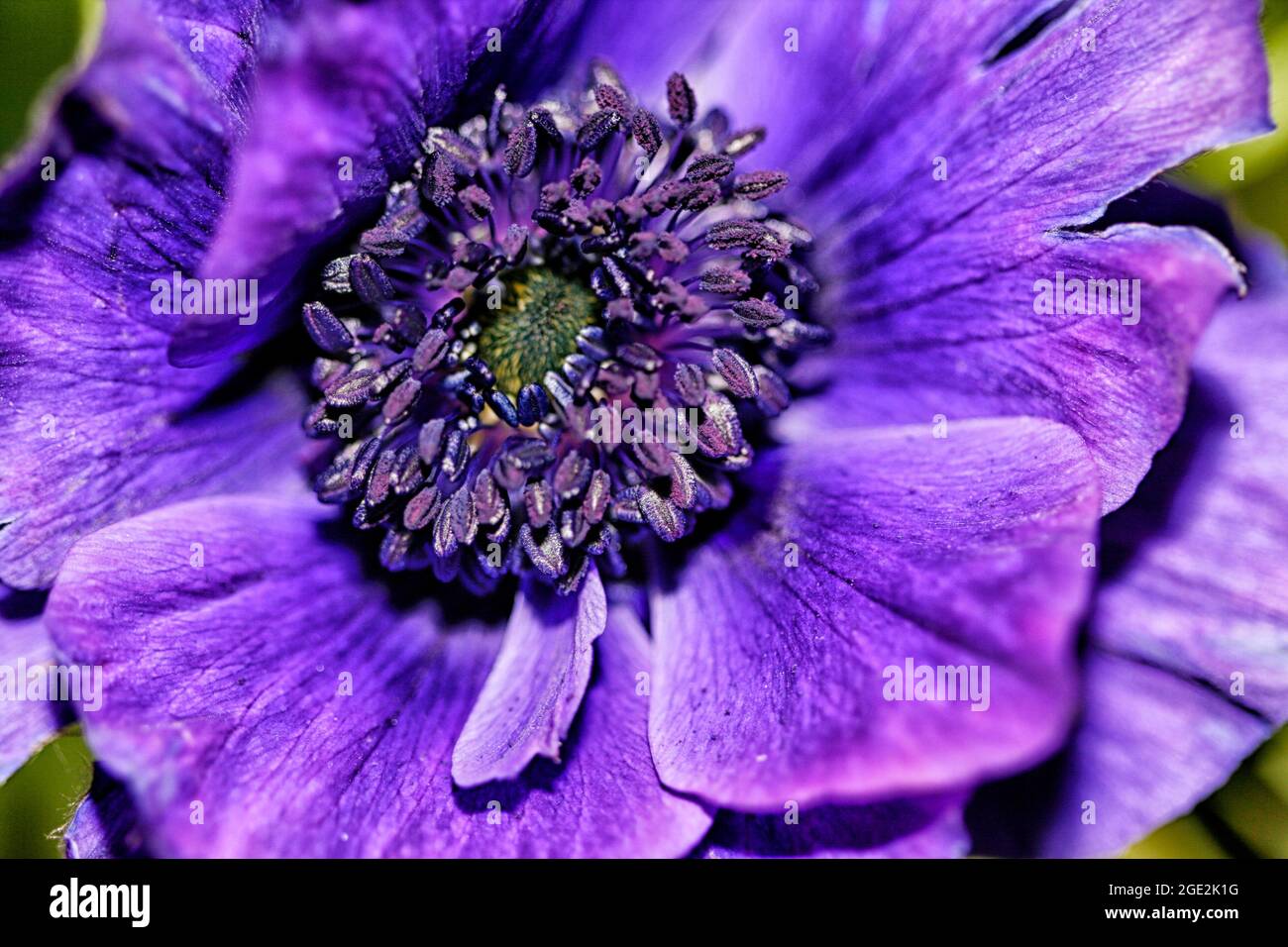 Cuore di un fiore viola Anemone Foto Stock
