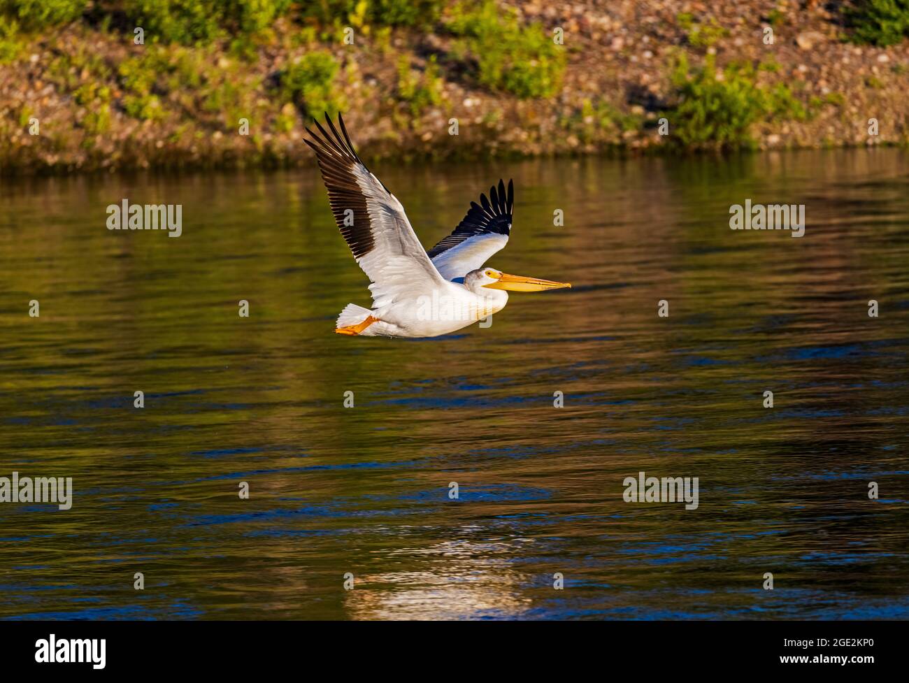 Un bel Pelican Bianco Americano (pelecanus erythrorhynchos) vola sul fiume Snake nella zona Moran del Grand Teton National Park, Wyoming, Stati Uniti Foto Stock