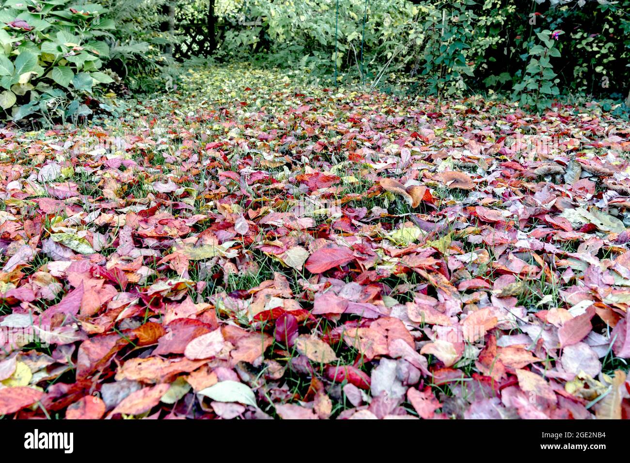 Herbstlaub - foglie colorate cadute in autunno Foto Stock