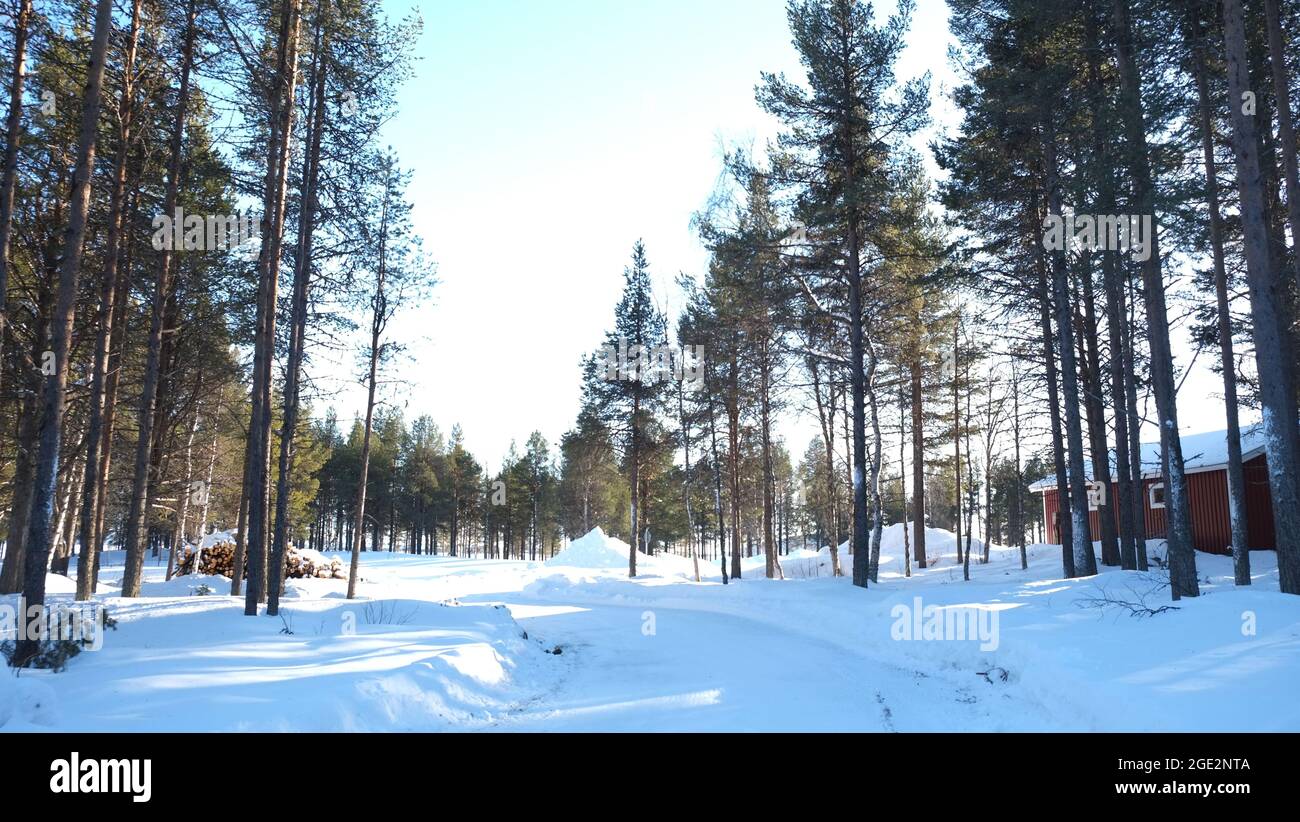 Incredibile foresta in Svezia con alberi e neve in una giornata di sole. Posizione romantica, atmosfera natalizia con freddo e neve. Foto Stock